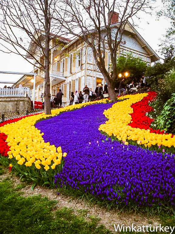 Tulips Istanbul 2014